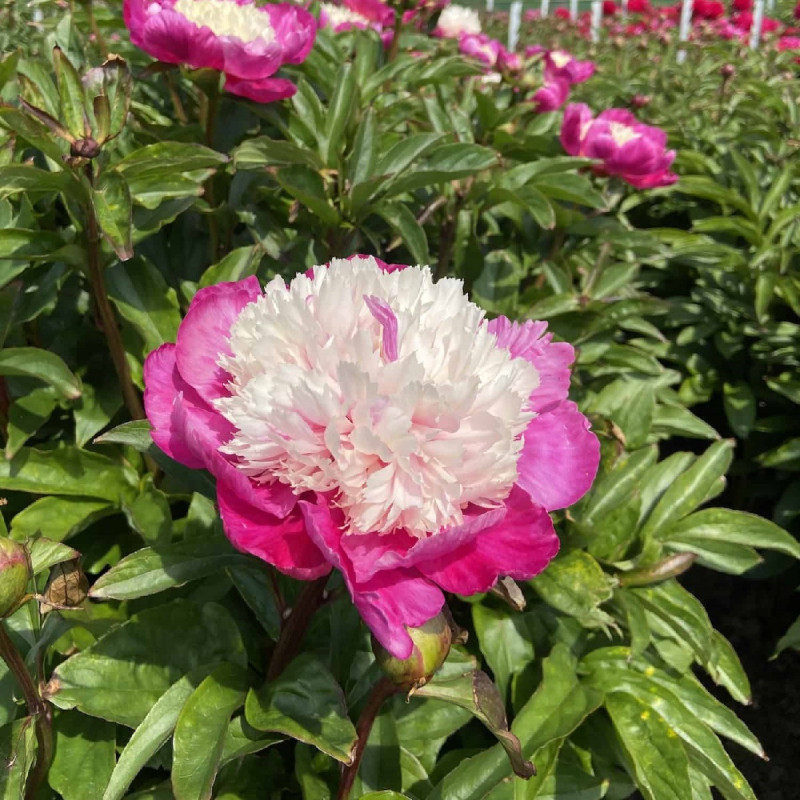 Купить корневище пиона травянистого Вайт Кэп