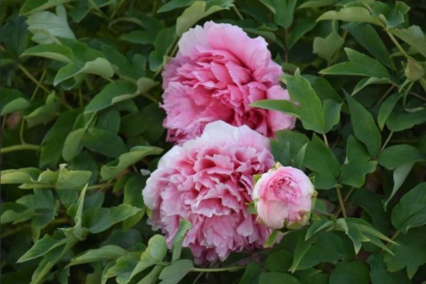 Купити саджанці півонії деревовидної Xian Tao