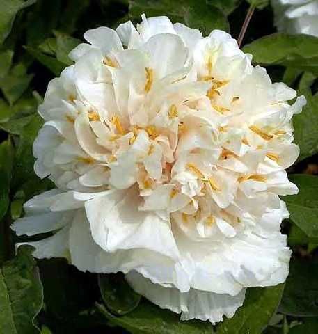 Купити саджанці півонії деревовидної  Яос Єллоу Яо Хуан