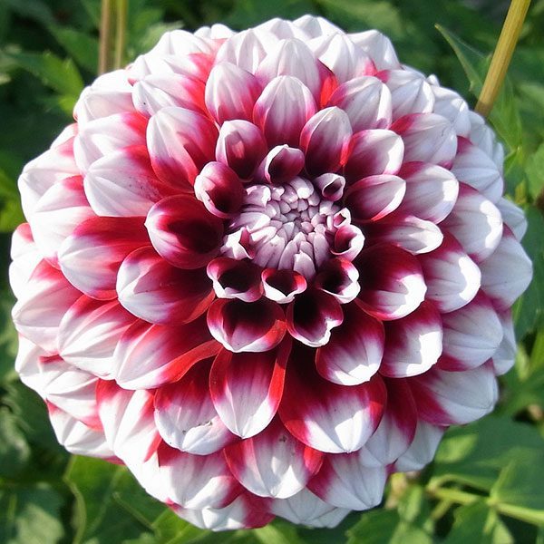 Купити бульби жоржини Чекерс