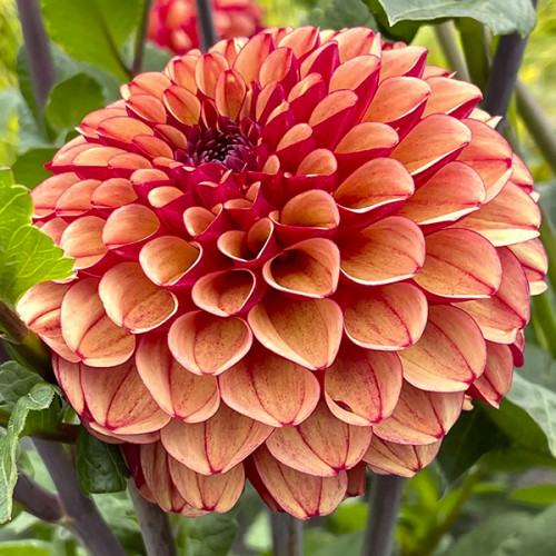 Купить клубни георгины Крем де Коньяк