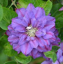 Купити Клематис "Krоlowa Bona"  (Кролова Бона)
