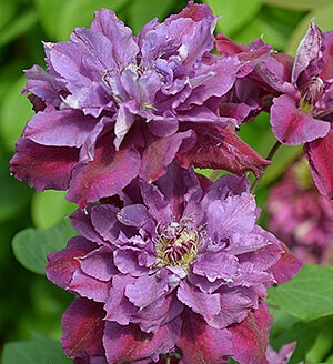 Купить Клематис "Birthday Girl" (Бездей Герл)