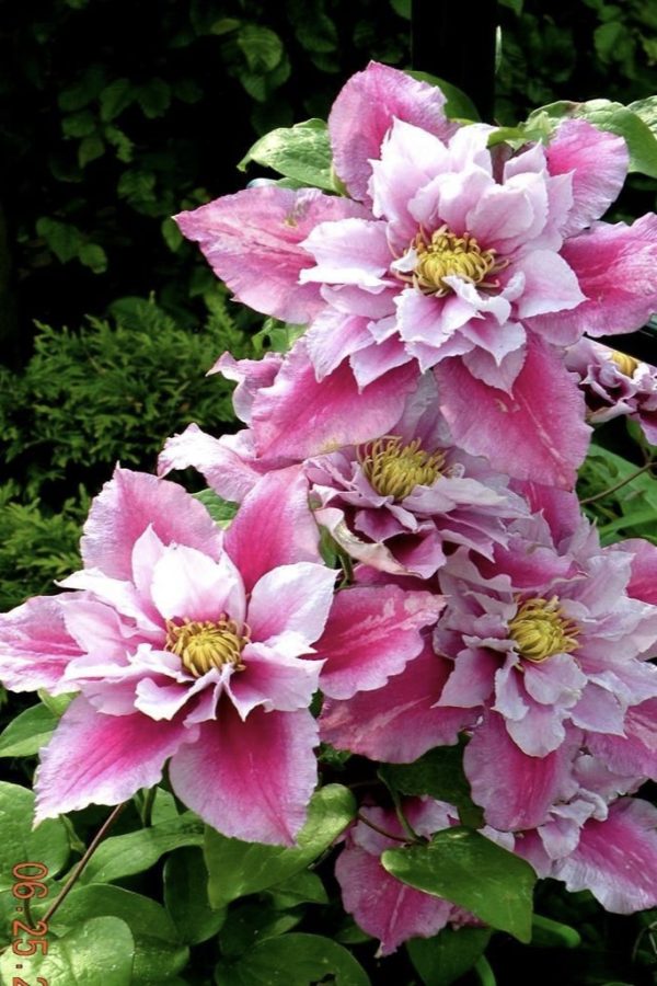 Купить Клематис "Piilu" (Пиилу)