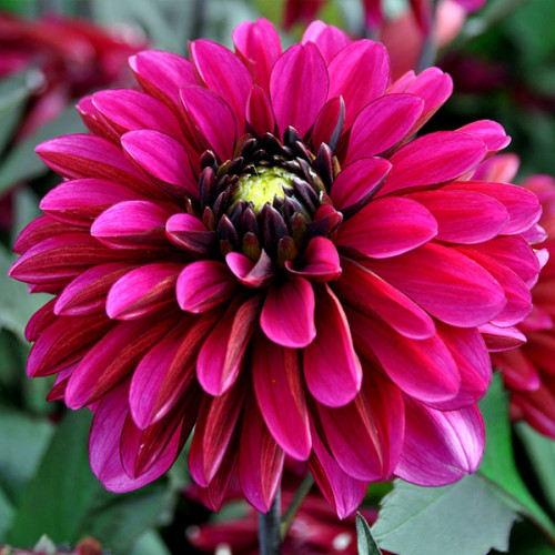 Купити бульби жоржини Дженіфер Мері Еллен