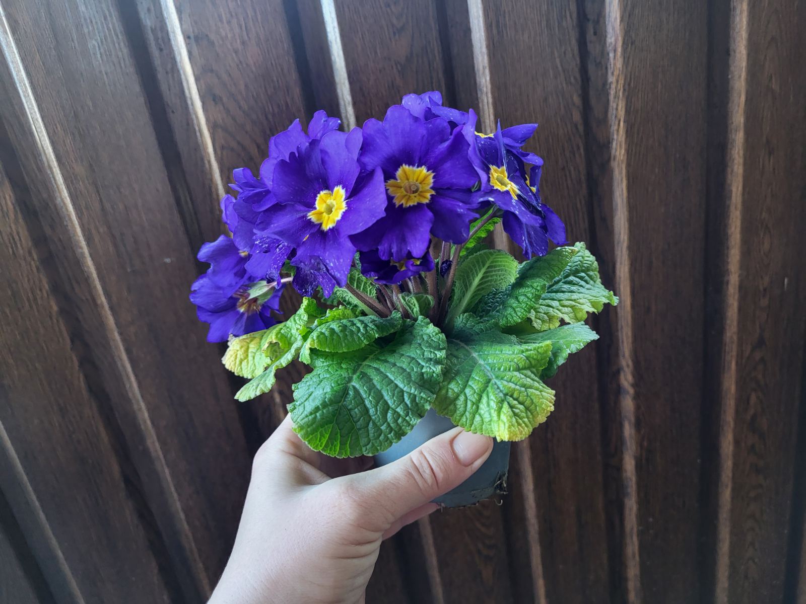 купити саджанці примули