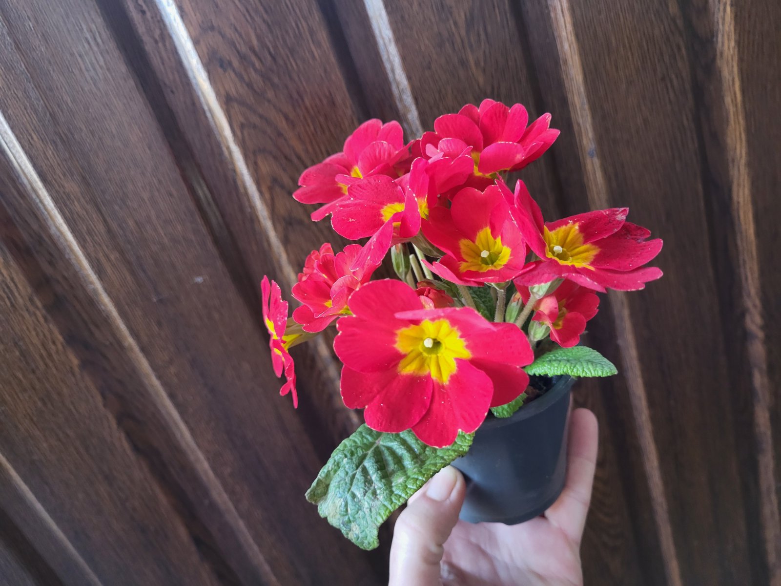 купити саджанці квітучої примули