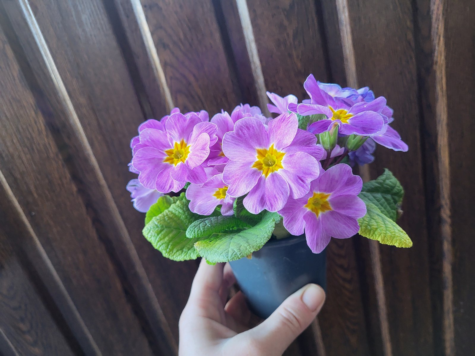 купити саджанці квітучої примули