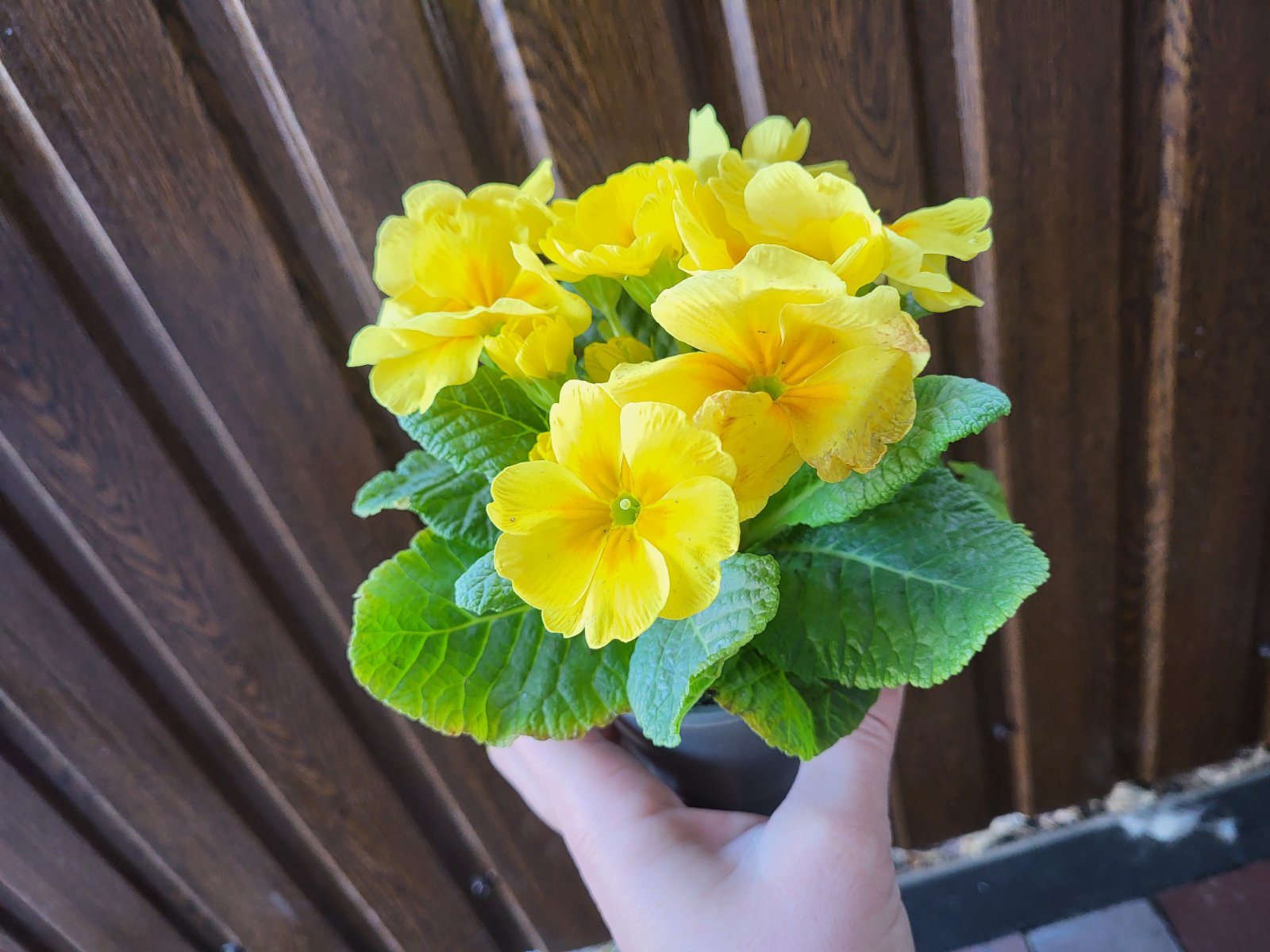 купити саджанці квітучої примули