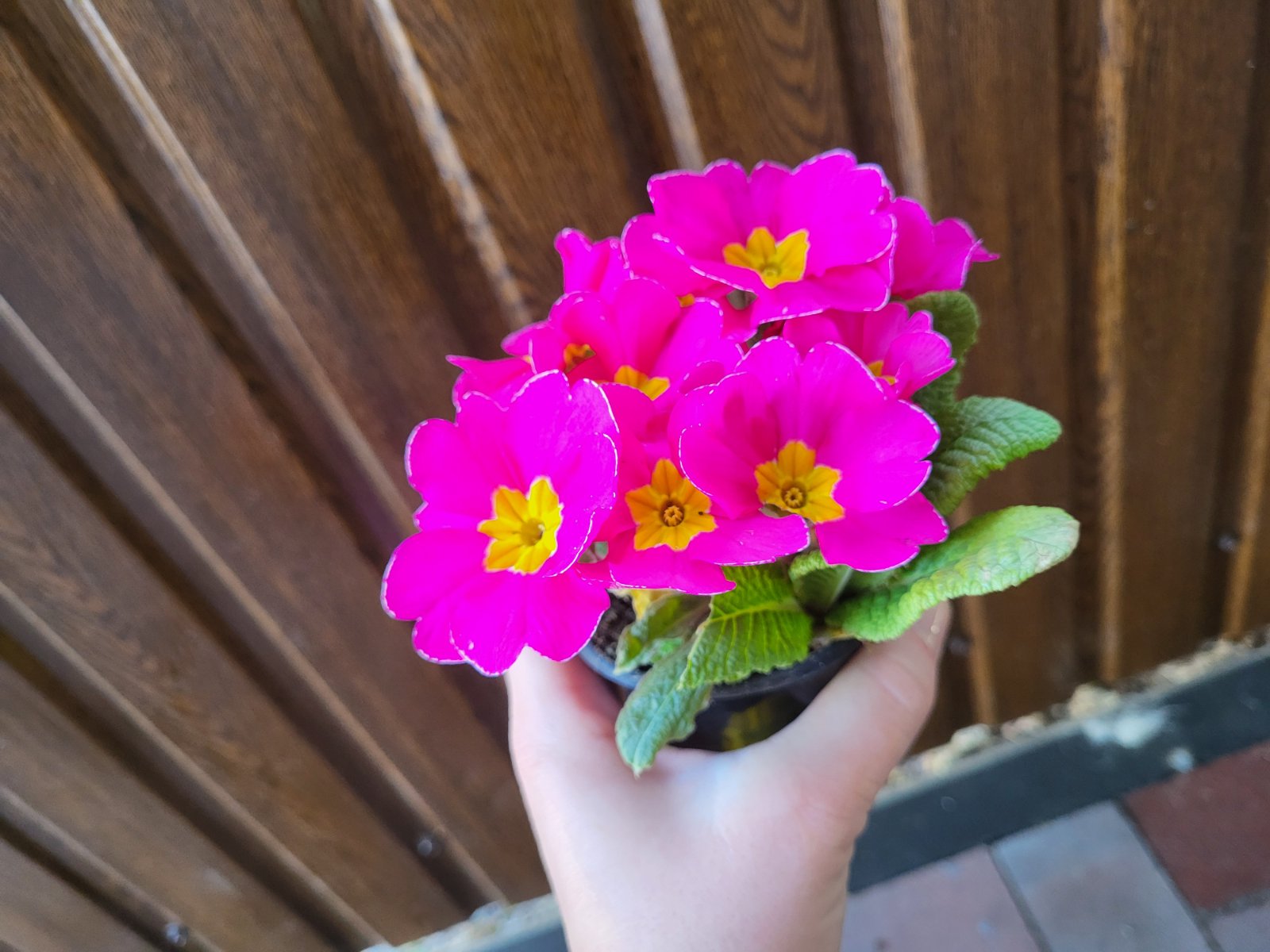 купити саджанці квітучої примули