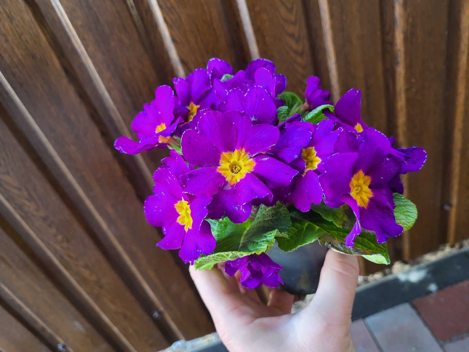 купити саджанці квітучої примули