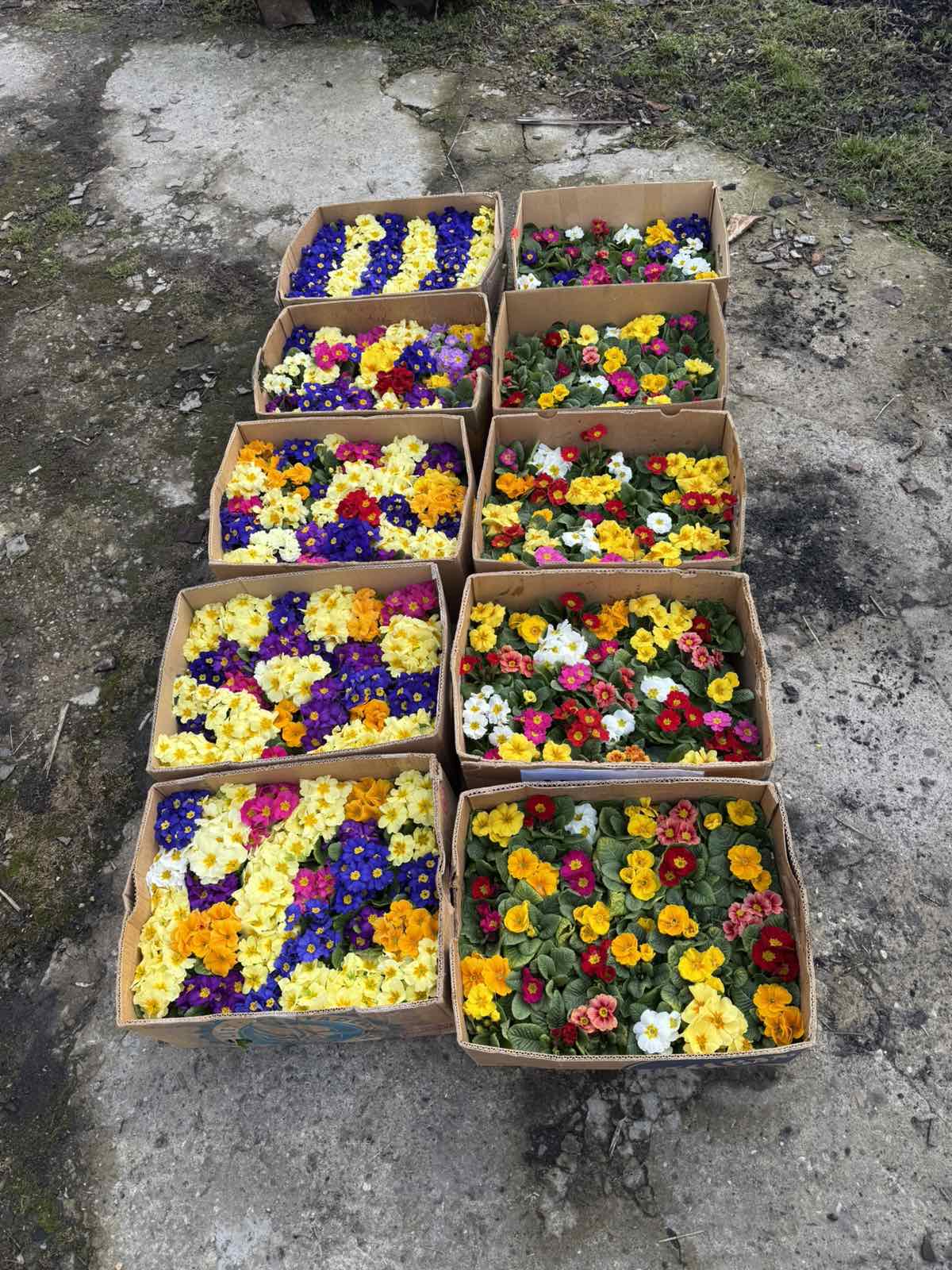 купити саджанці примули