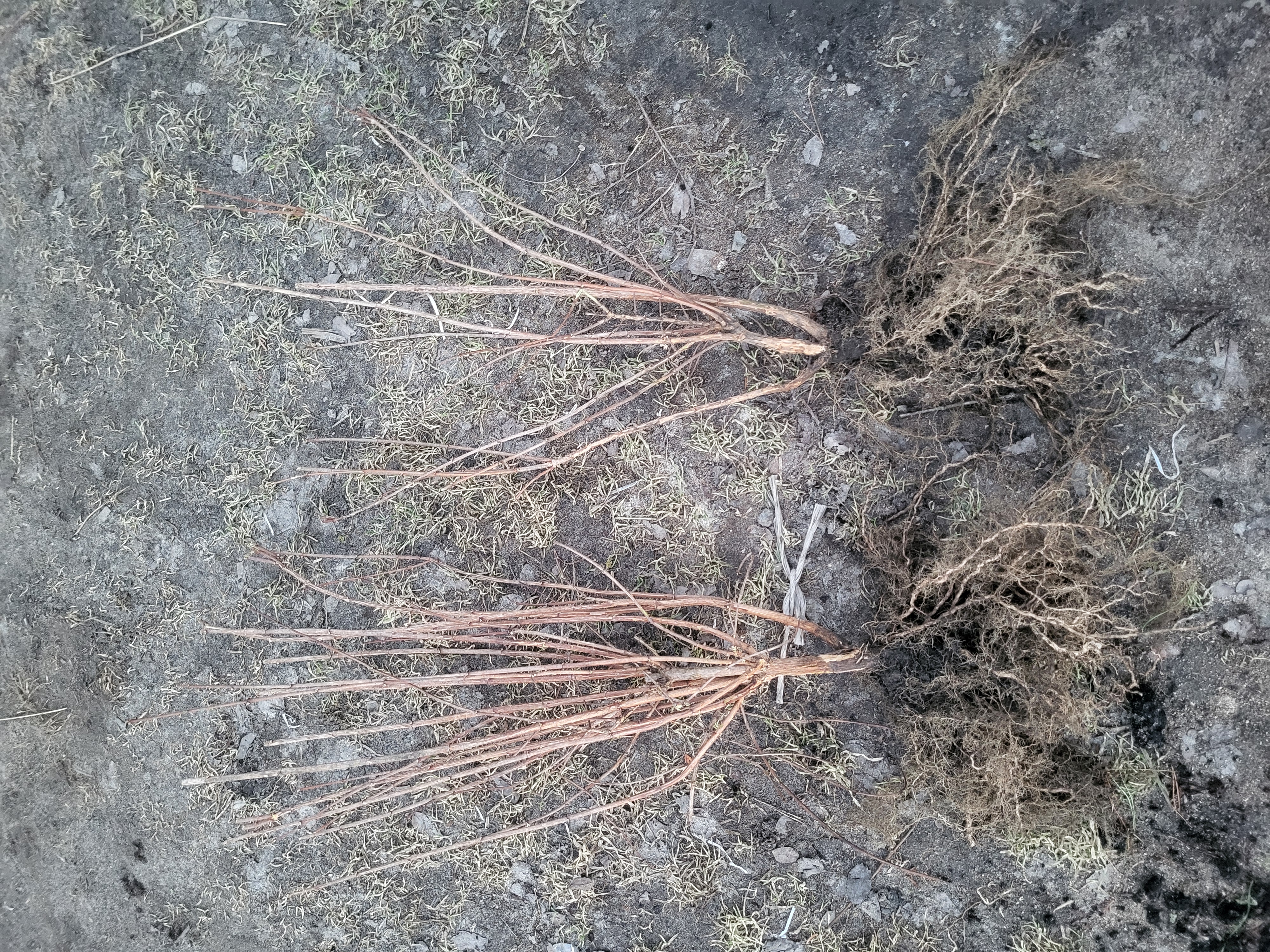 Купить саженцы жасмина