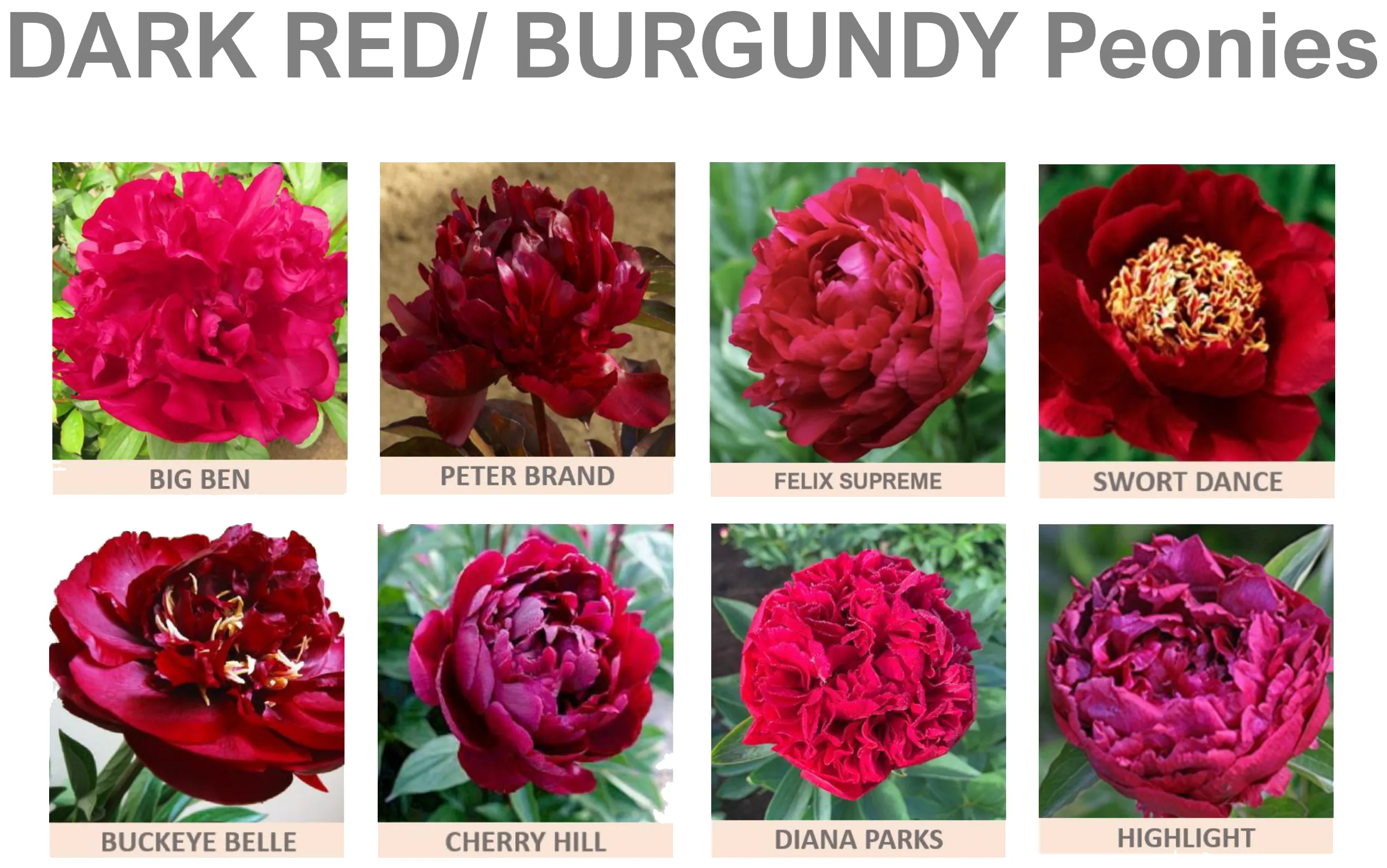 Купити саджанці мікс трав'янистих півоній