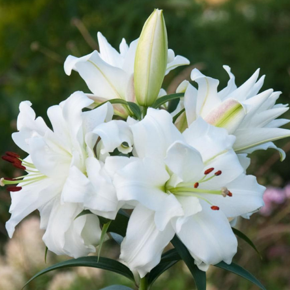 Купити цибулини лілій