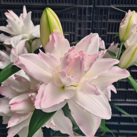 купити цибулини лілії