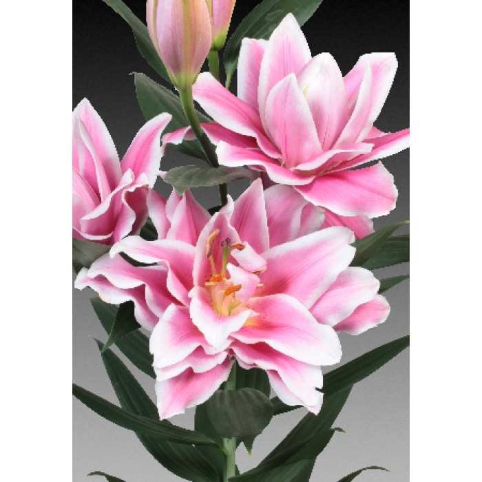 купити цибулини лілій