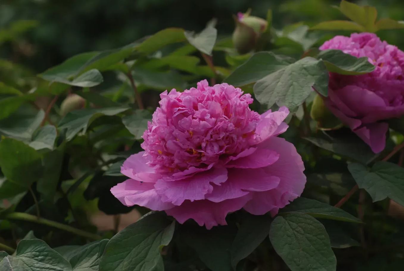 Купить саженцы пиона древовидного Колорфул Пейнтинг Цай Хуэй