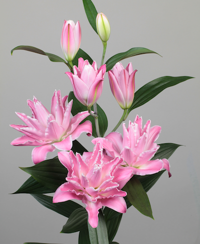 Купити цибулини лілій