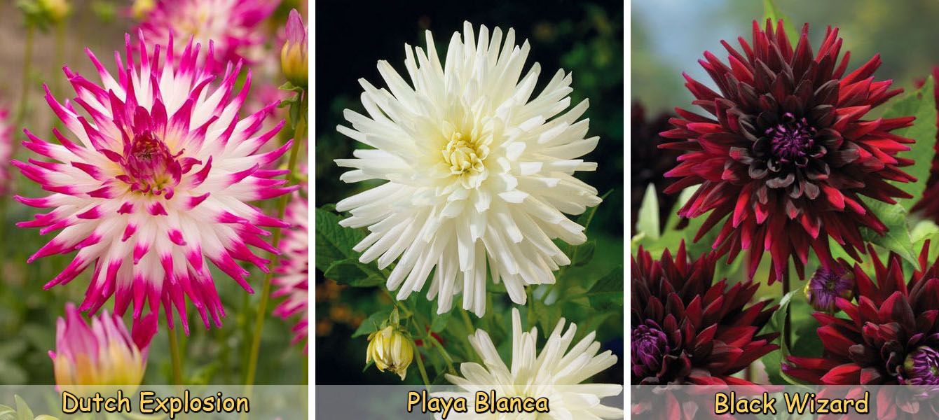 Купить микс георгин