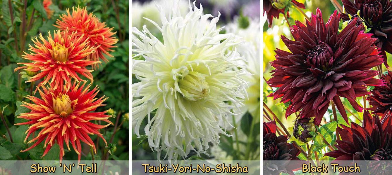 Купить микс георгин самовывозом