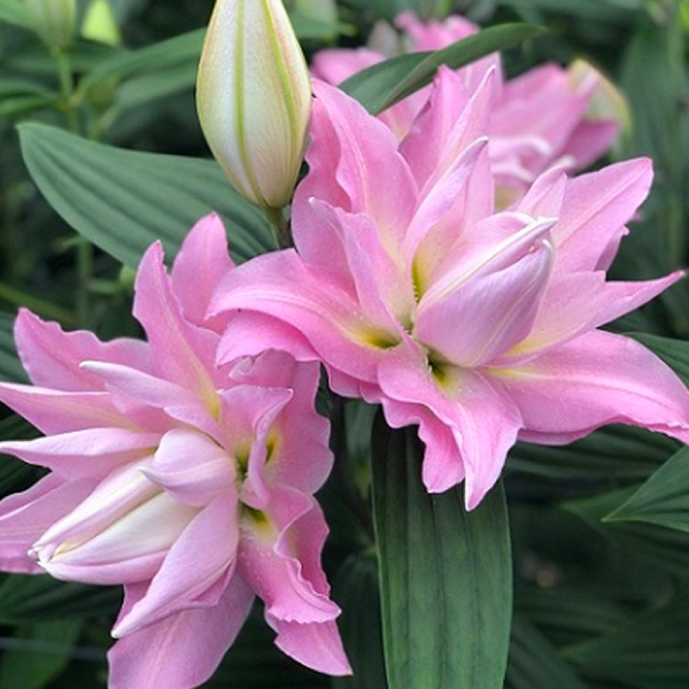 купити цибулини лілій