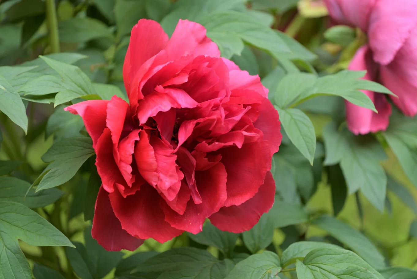 Купить саженцы пиона древовидного Флайинг Кримсон Маунтин Фэй Чжу Шань