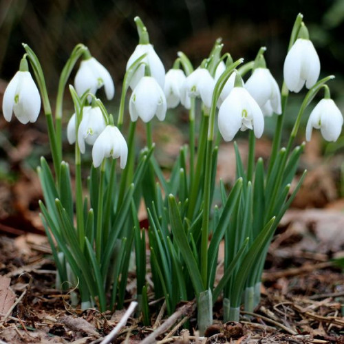 Купить подснежники