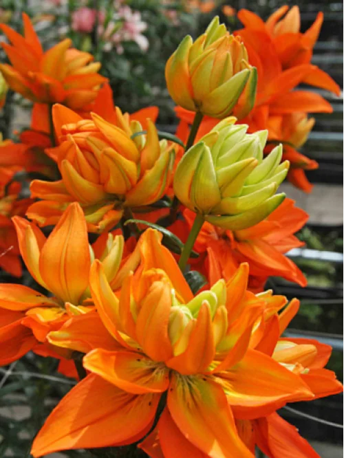 Купии цибулини лілій