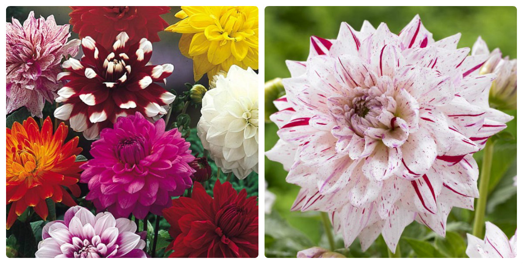 Купить микс георгин самовывозом