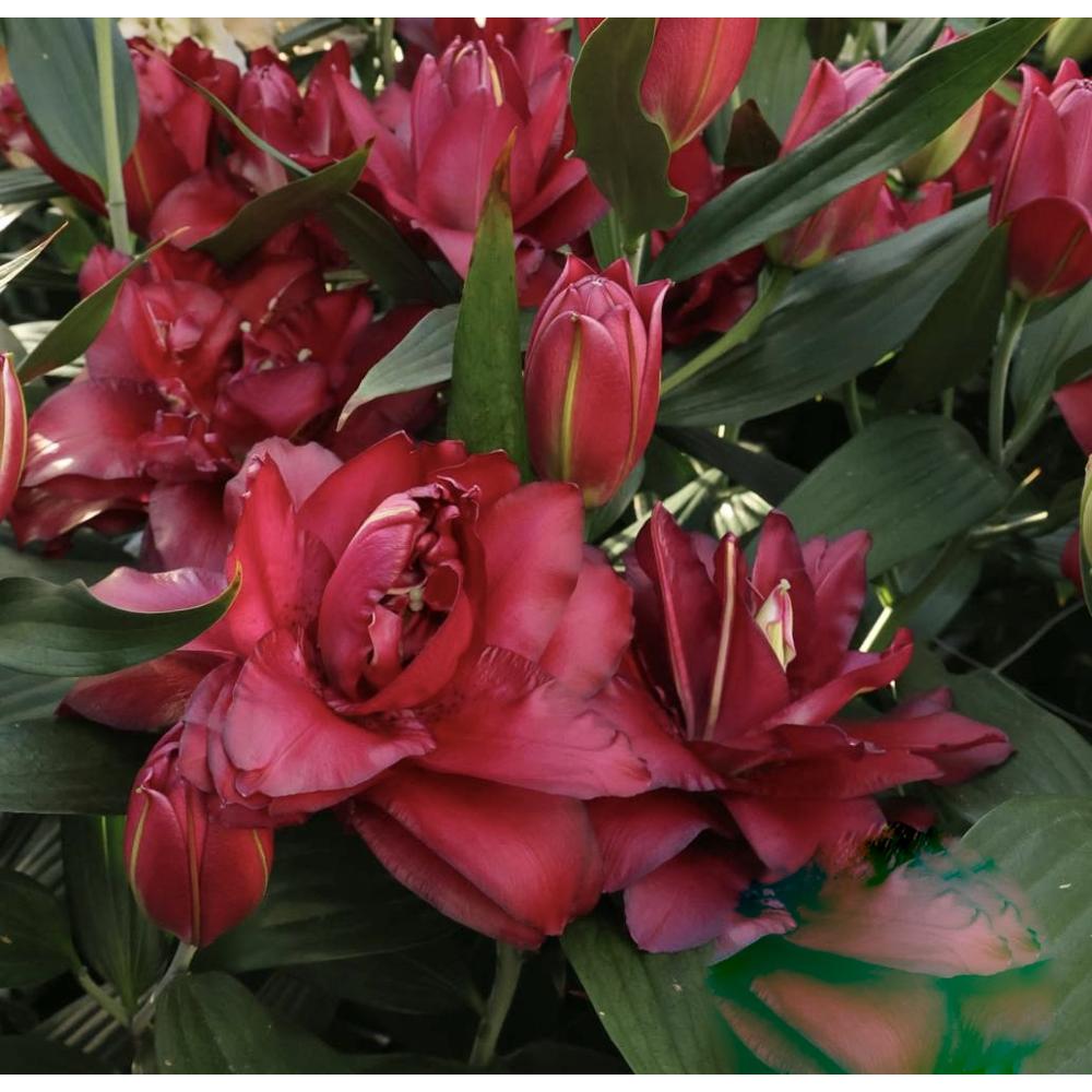 Купити  цибулини лілій