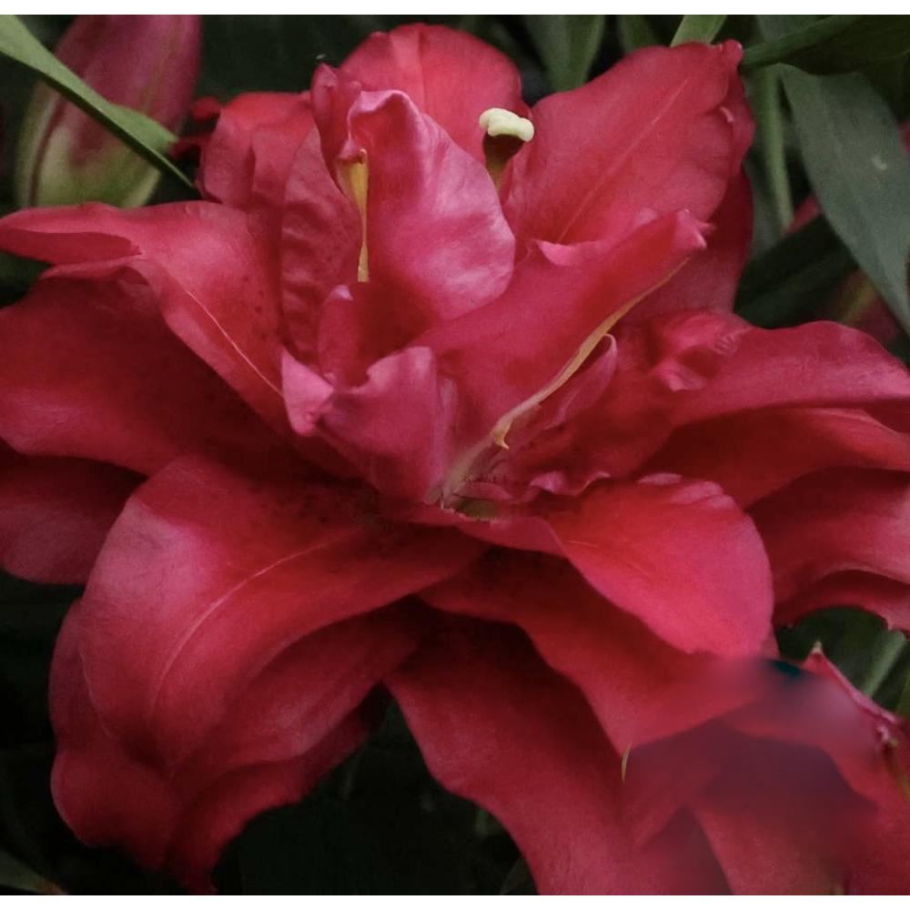 Купити  цибулини лілій