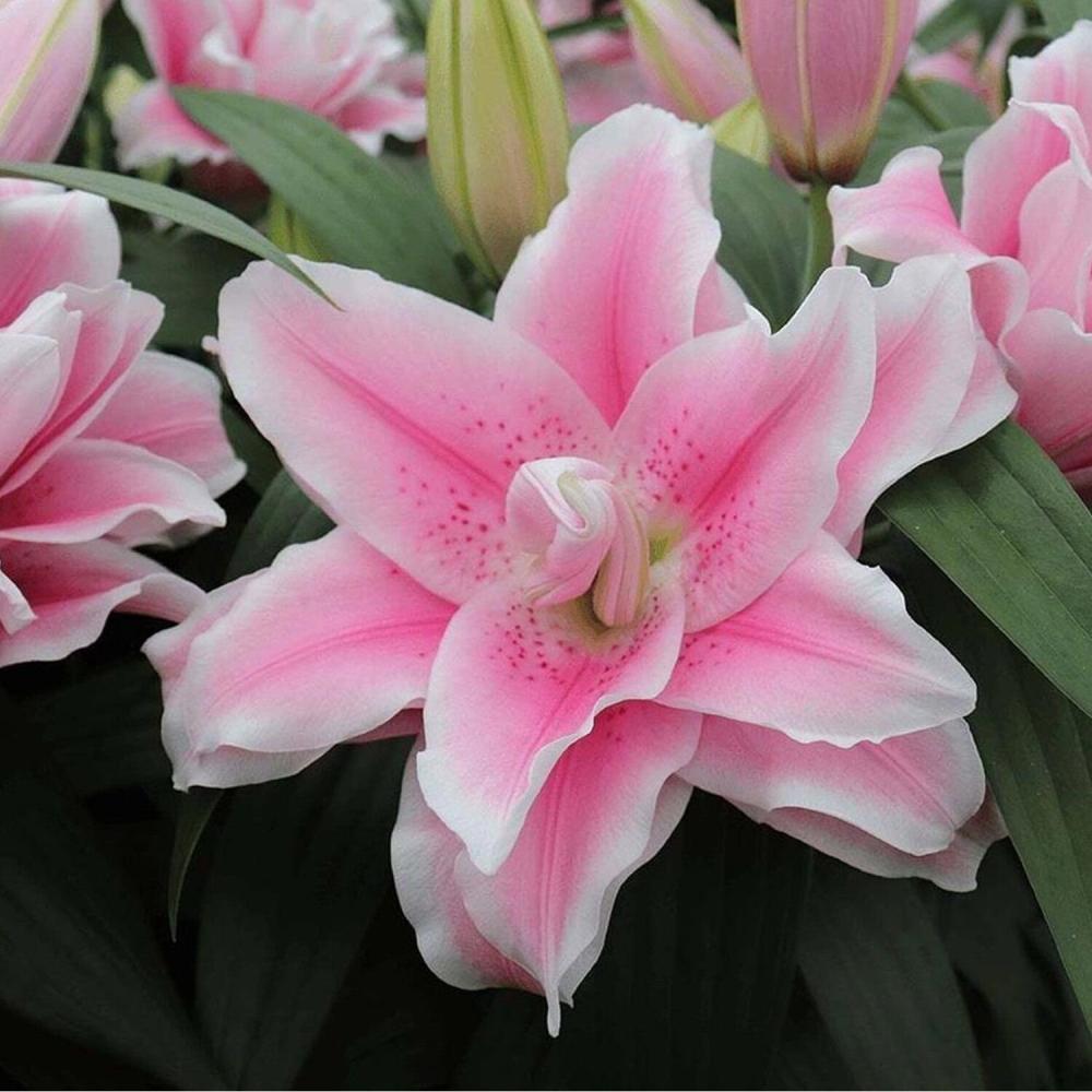 Купити цибулини лілій