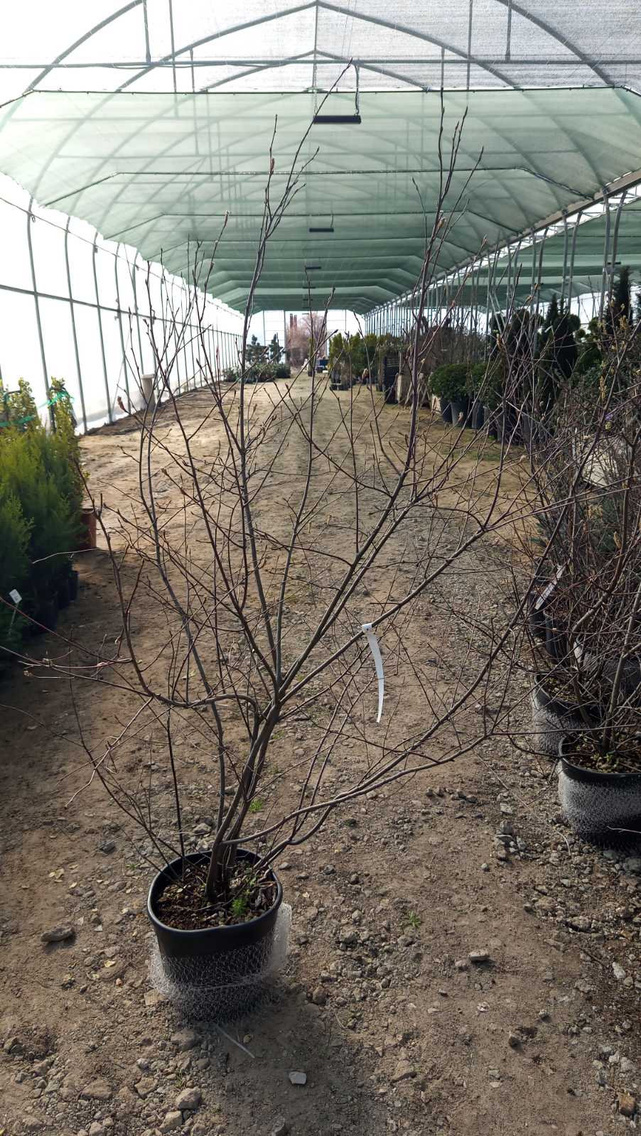 Купити саджанці ірги Ламарка 