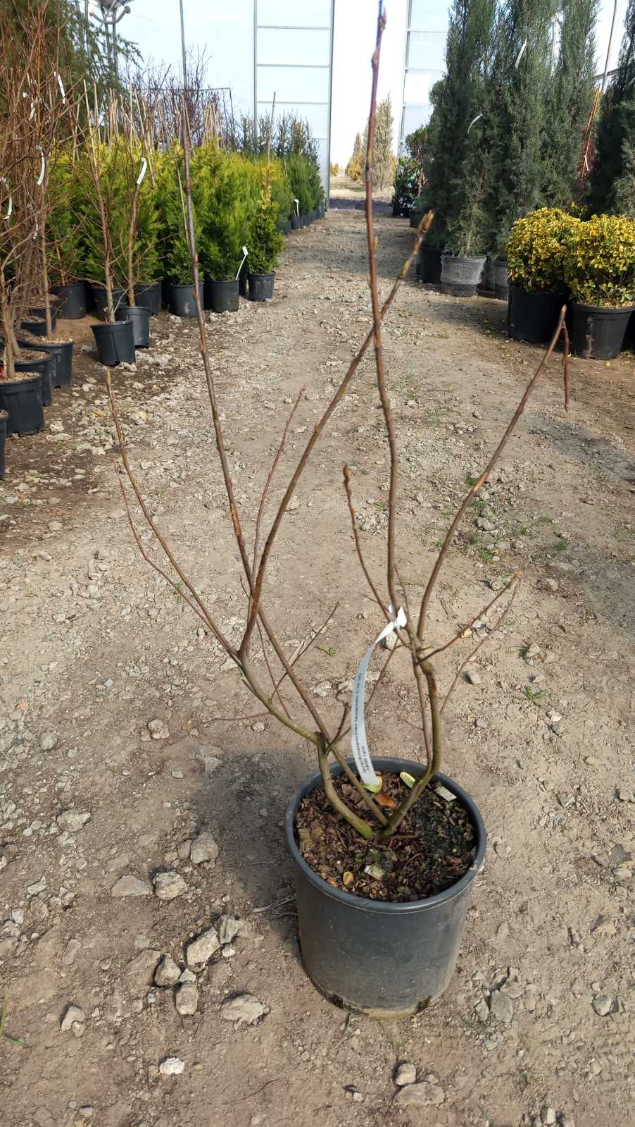 Купити саджанці ірги Ламарка 