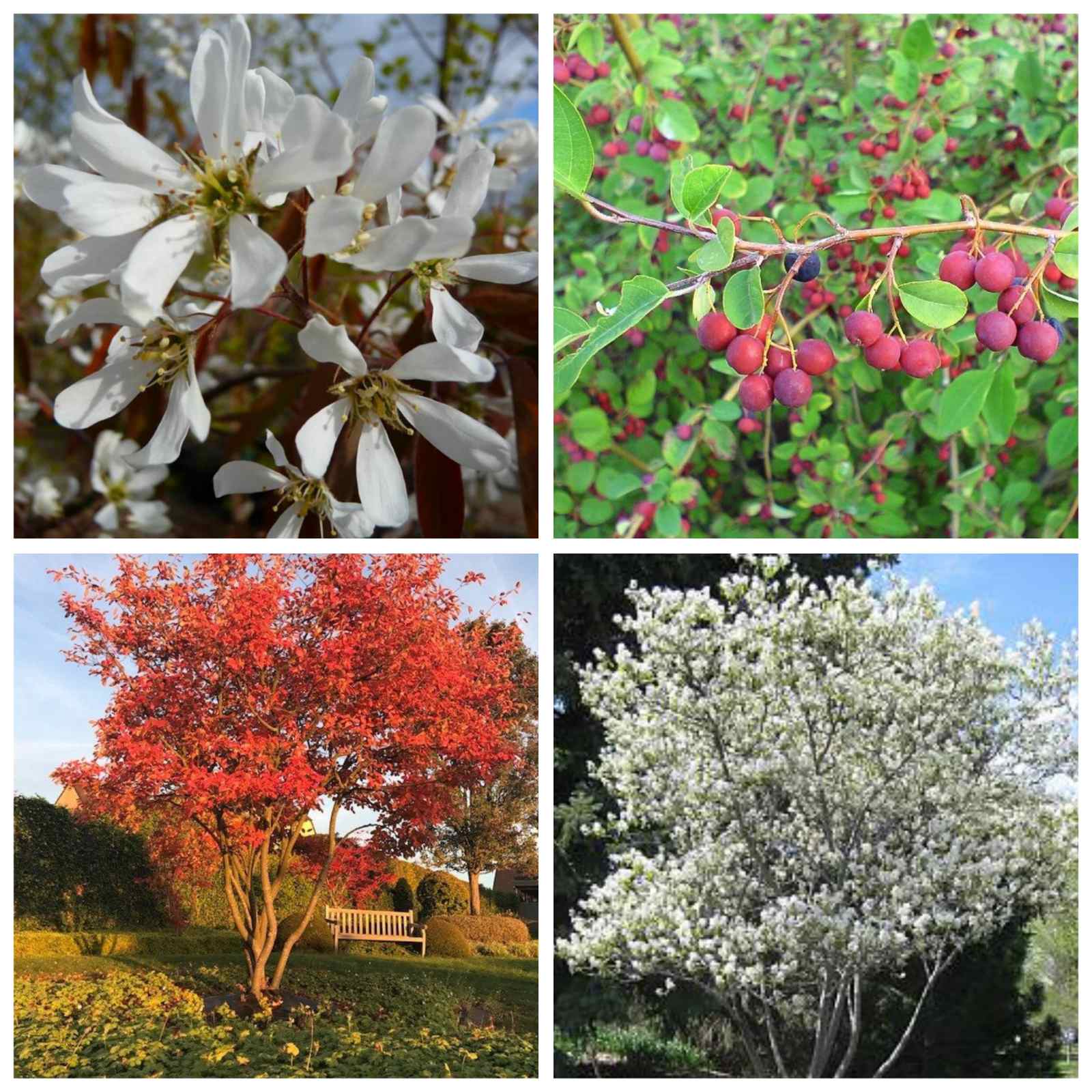 Купити саджанці ірги Ламарка 