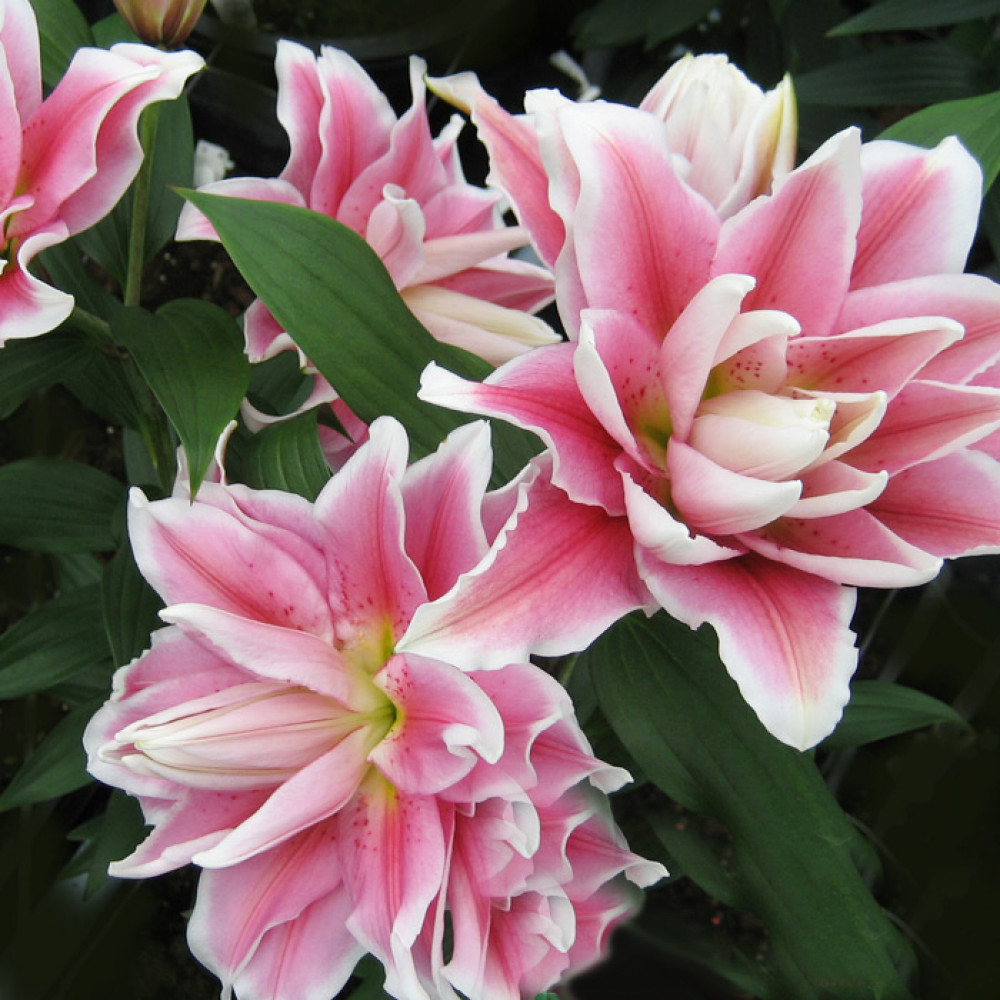 Купити цибулини лілій