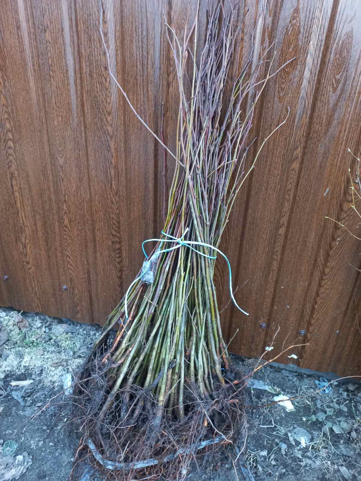 Купить саженцы липы