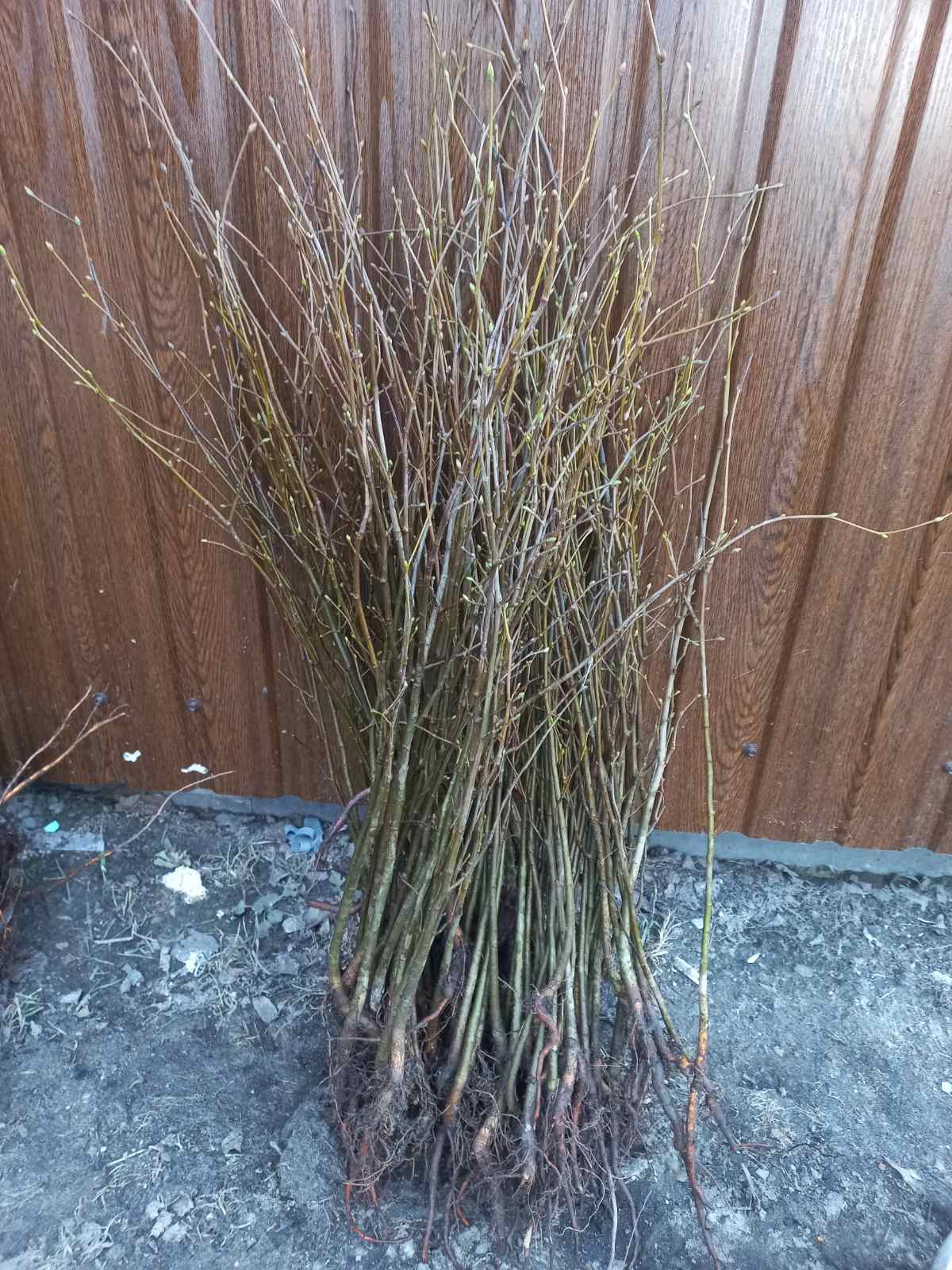 Купить саженцы липы