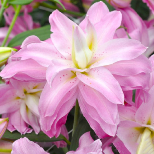 Купити цибулини лілій