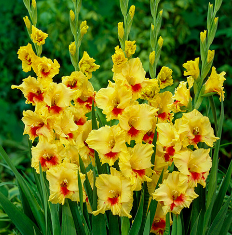 Купити гладіолус Jester (Джестер)