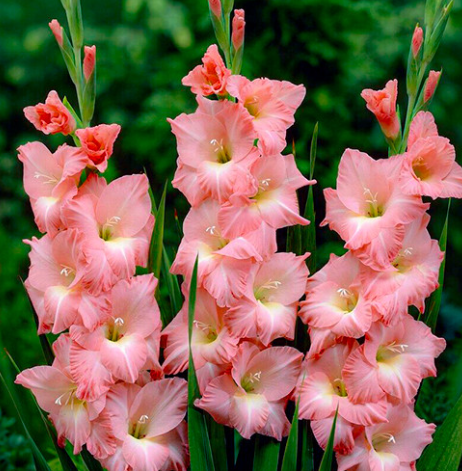 Купити гладіолус Роуз Супрім