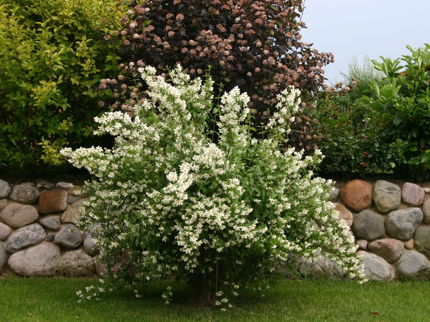 Купити саджанці жасмину звичайного