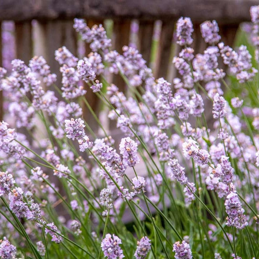 Купить саженцы лаванды Розовый Фламинго