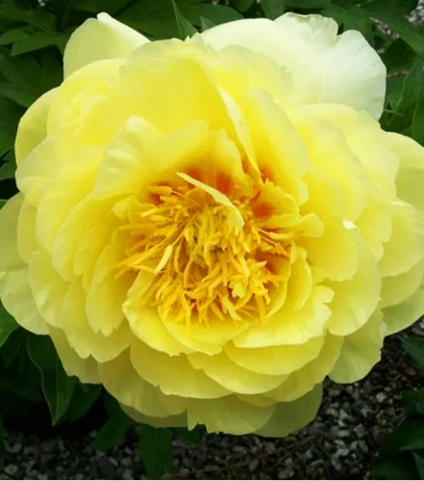 Купити саджанці мікс трав'янистих півоній