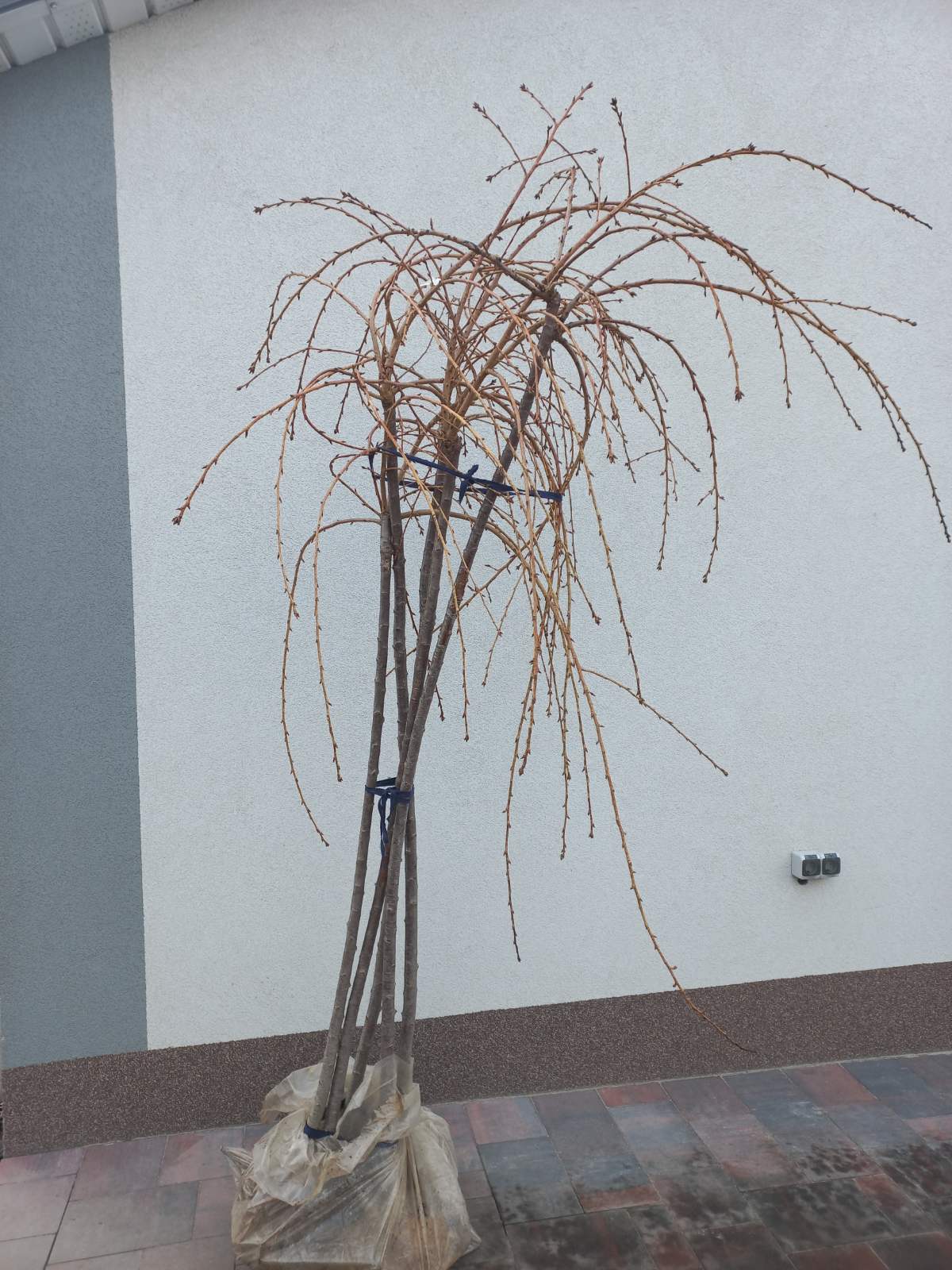 Купити саджанці сакури плакучої  "Кіку-шідаре" на штамбі