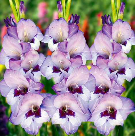 Купити гладіолус Vista Віста