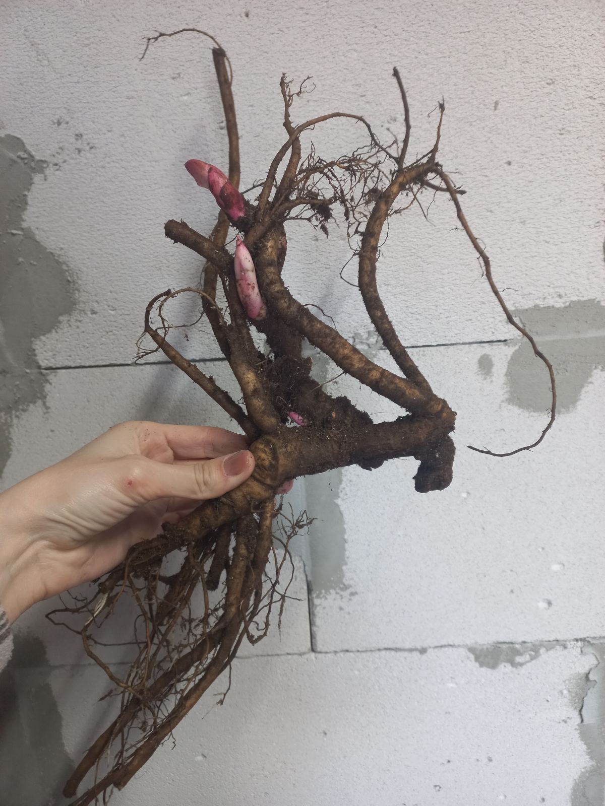 Купить корневища пионов