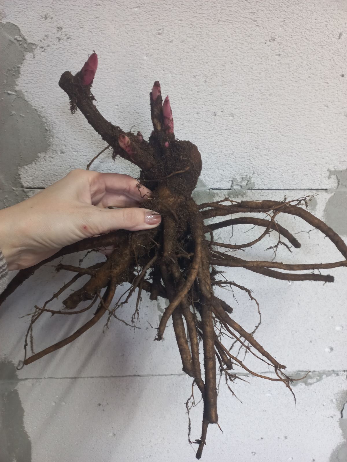 Купить корневища пионов