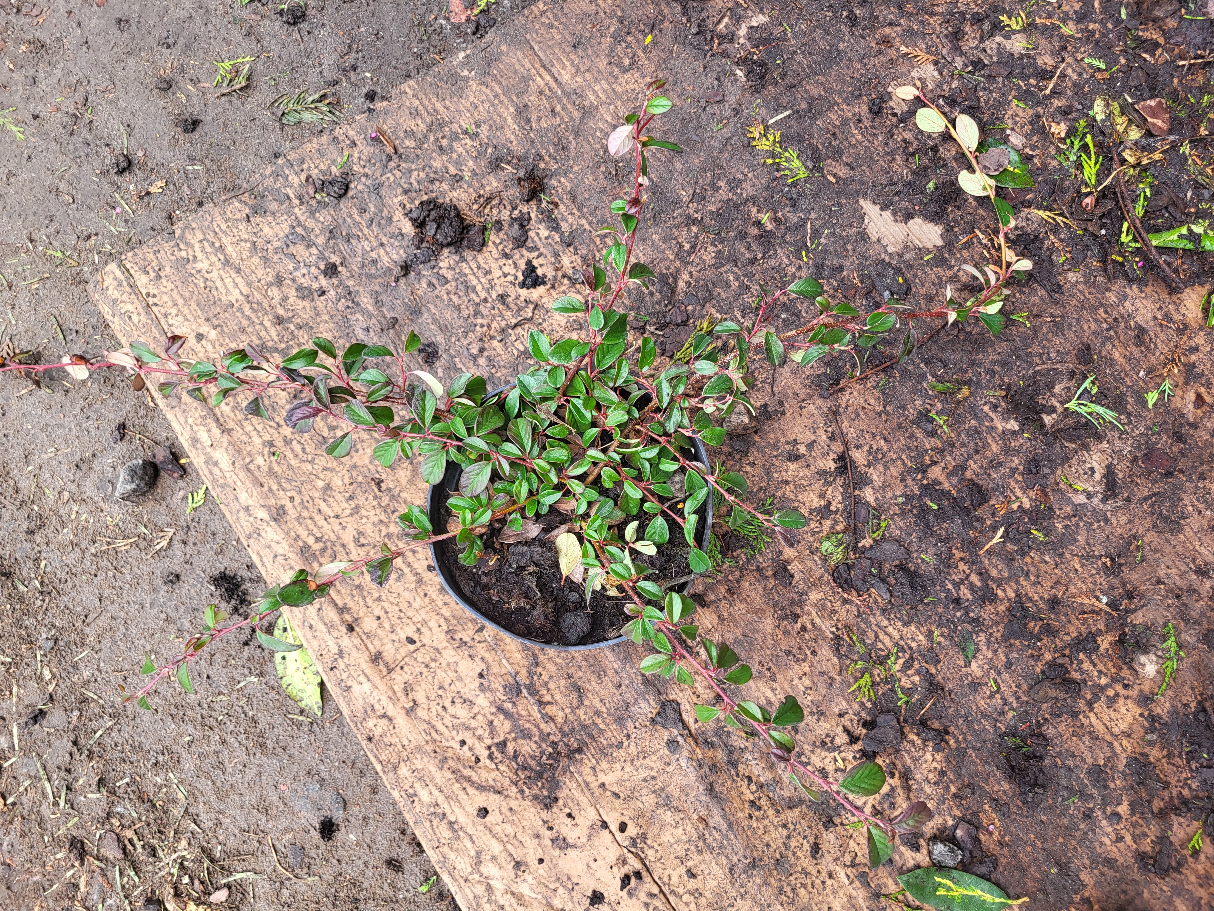 Купить саженцы кизильника  Даммера "Major" (Майор)